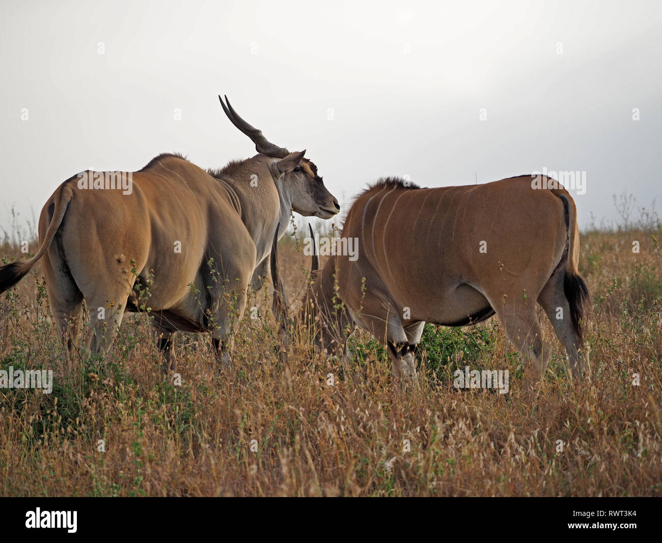 Große männliche Gemeinsame Elenantilope (taurotragus Oryx), Beweidung mit kleineren weiblichen im Grünland der ostafrikanischen Savanne in Nairobi National Park, Kenia, Afrika Stockfoto