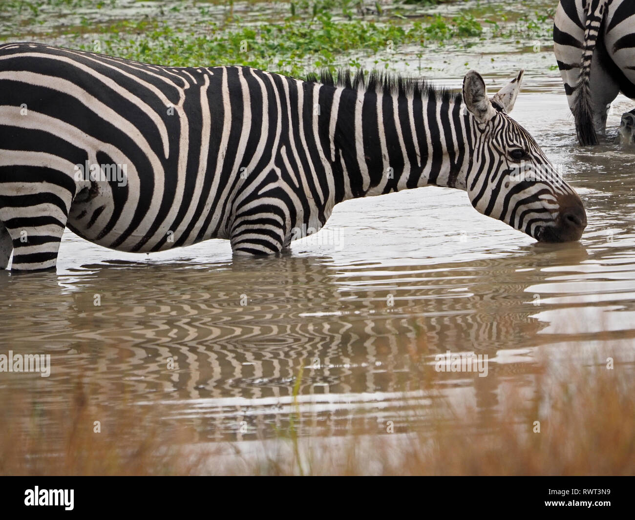 Gemusterte Streifen der Ebenen Zebras oder Burchell's Zebra (Equus quagga) Alkoholkonsum am Wasserloch in der ostafrikanischen Savanne in Nairobi National Park, Kenia, Stockfoto