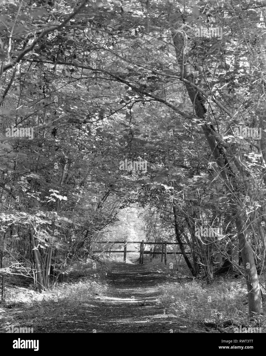 Eingang Waresley Holz Cambridegshire England dappled Sonnenlicht Stockfoto