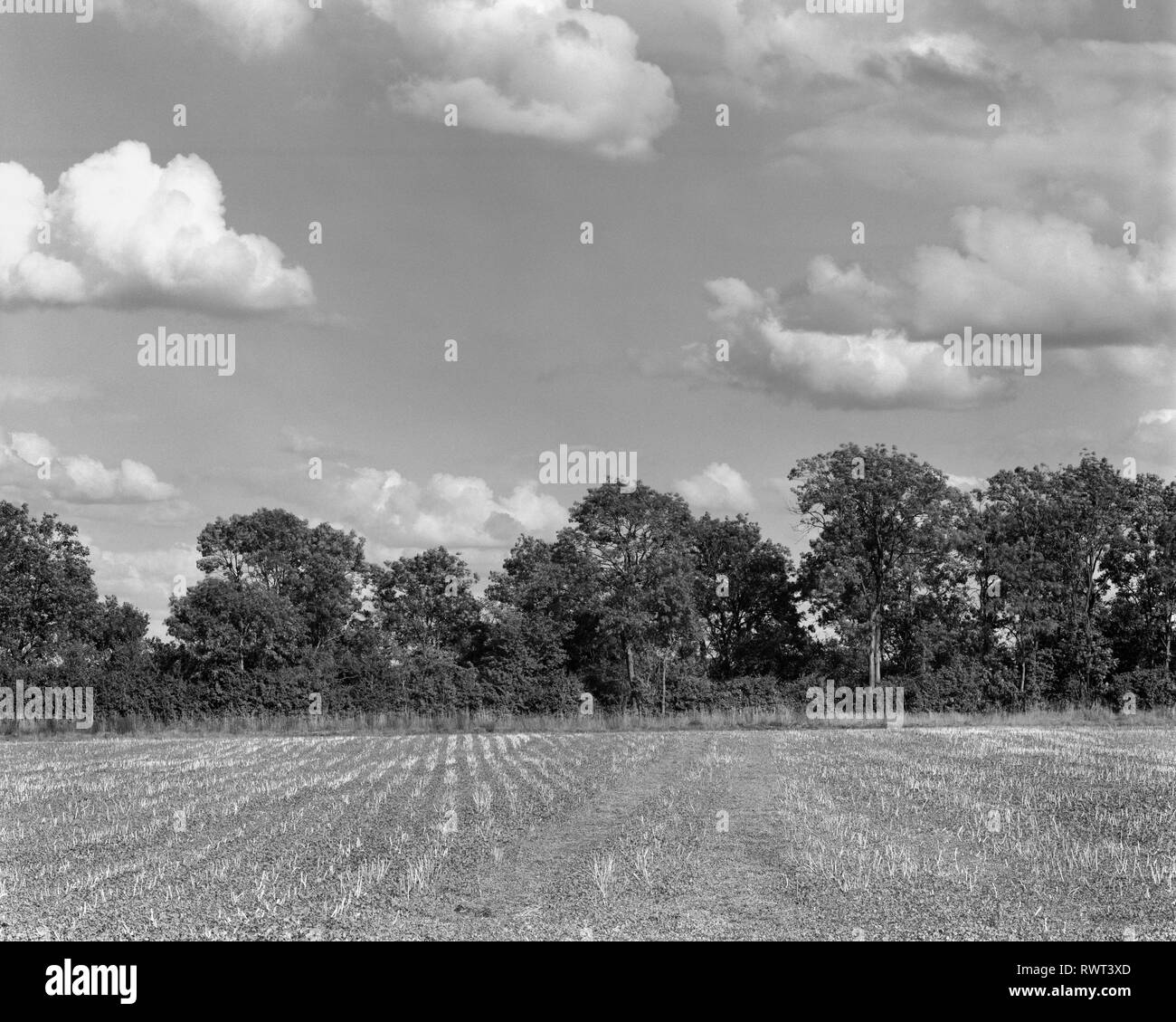 Leeres Feld und Reihe von Bäumen in der Nähe von Little Gransden Cambridgeshire England Stockfoto