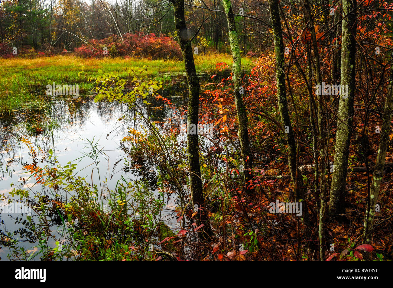 Vernal Teich im Herbst auf der Wilton Park in Saratoga County im Staat New York Stockfoto