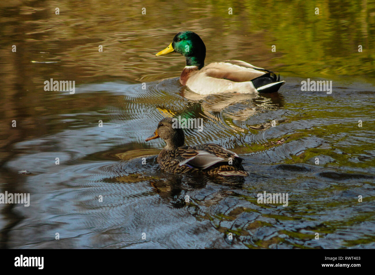 Ein paar Stockenten, männlich und weiblich, auf einem Teich an der fünf Flüsse Environmental Center in Delmar, New York USA Stockfoto