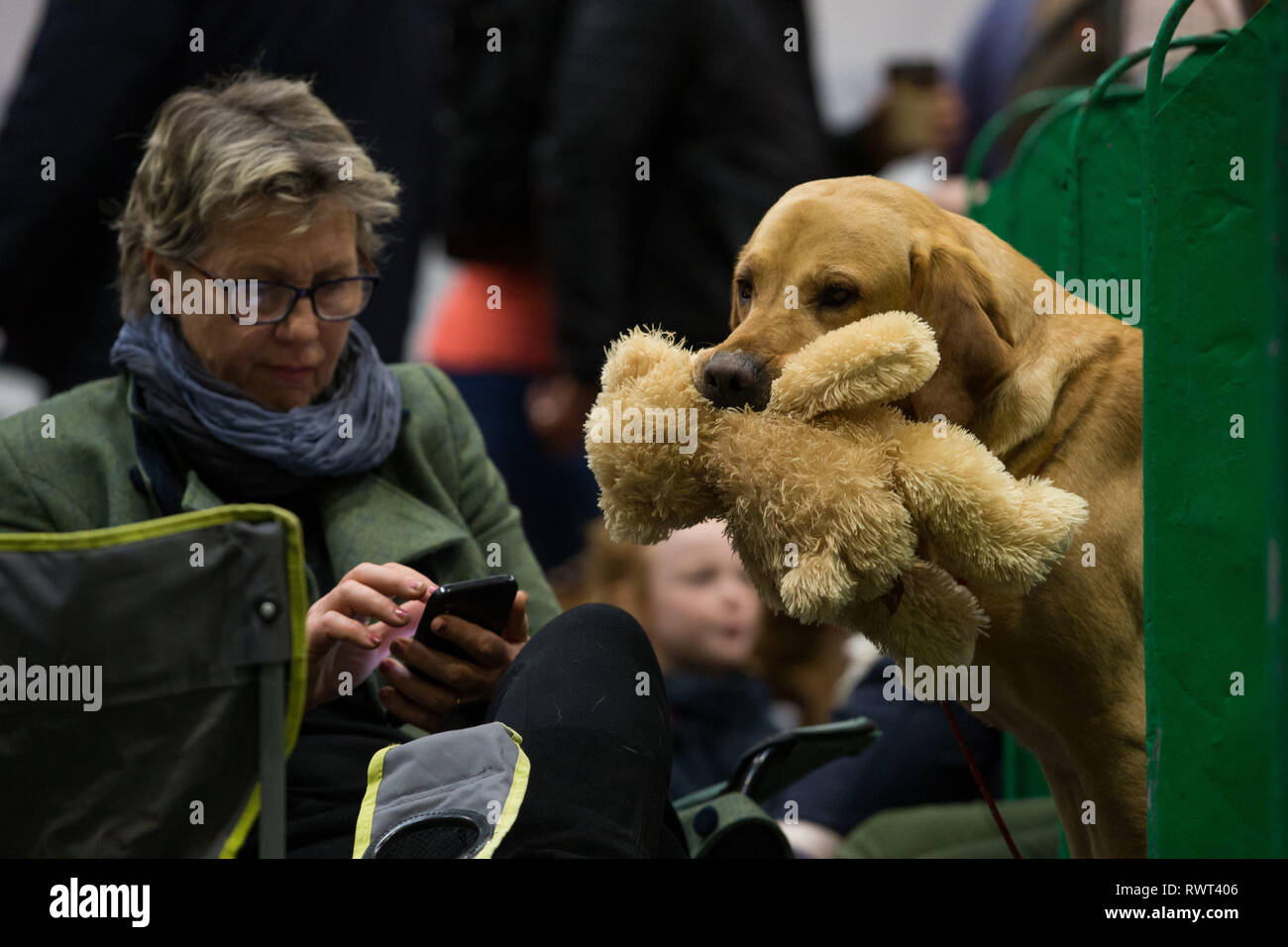 Ein Labrador hält auf ein teddybär am Birmingham National Exhibition Centre (NEC) für den ersten Tag der Crufts Dog Show 2019. Stockfoto