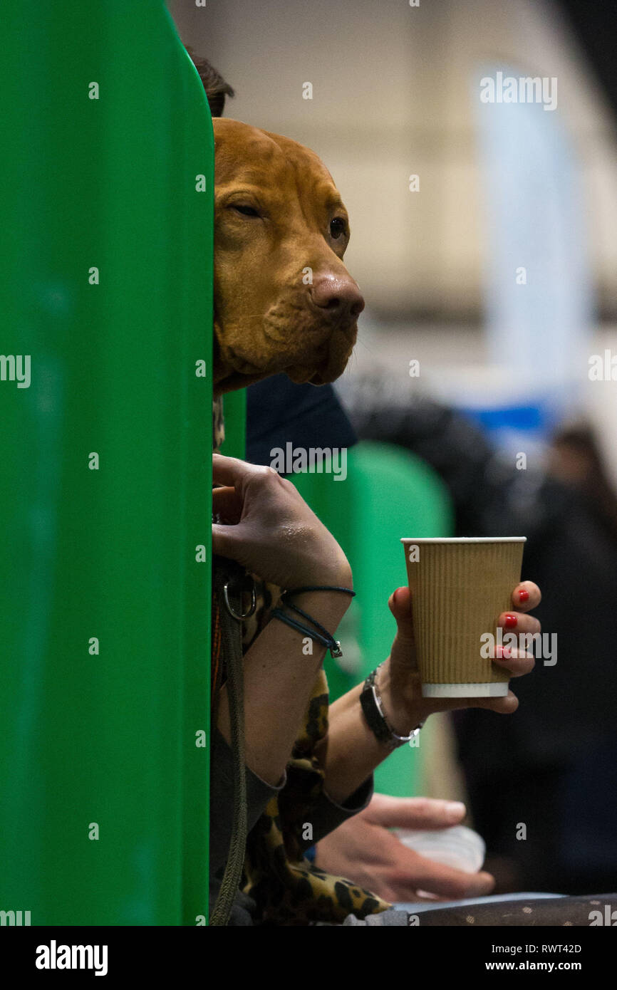Ein Irish Setter sitzt auf einer Bank am Birmingham National Exhibition Centre (NEC) für den ersten Tag der Crufts Dog Show 2019. Stockfoto
