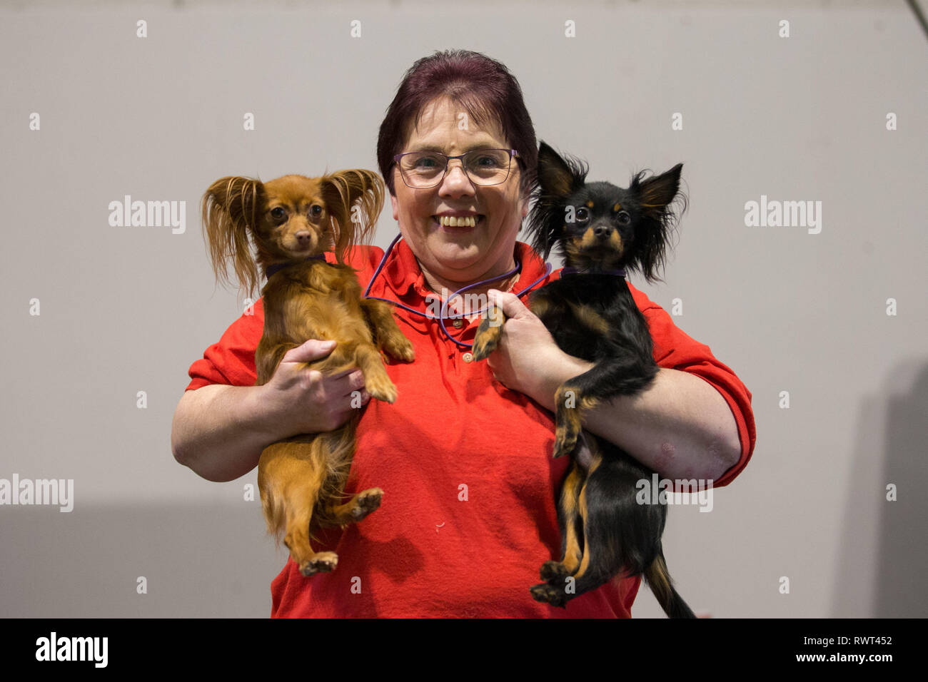 Amanda Obstgarten mit ihren russischen Spielzeug Hunde am Birmingham National Exhibition Centre (NEC) für den ersten Tag der Crufts Dog Show 2019, Russische Spielzeug Hunde sind eine der neuen Rassen für 2019. Stockfoto