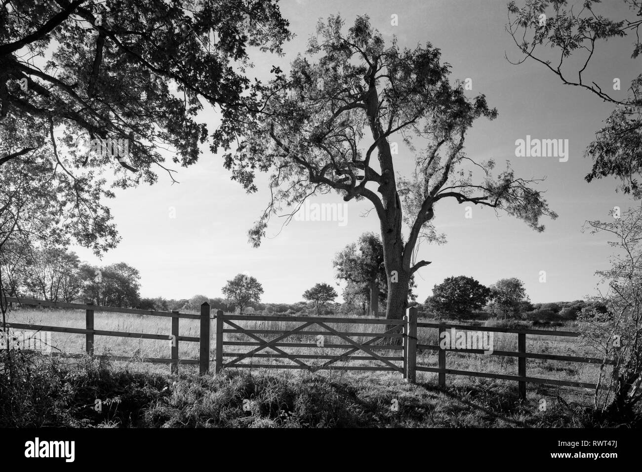 Tor und Zaun in der Nähe von Little Gransden Cambridgeshire England Stockfoto