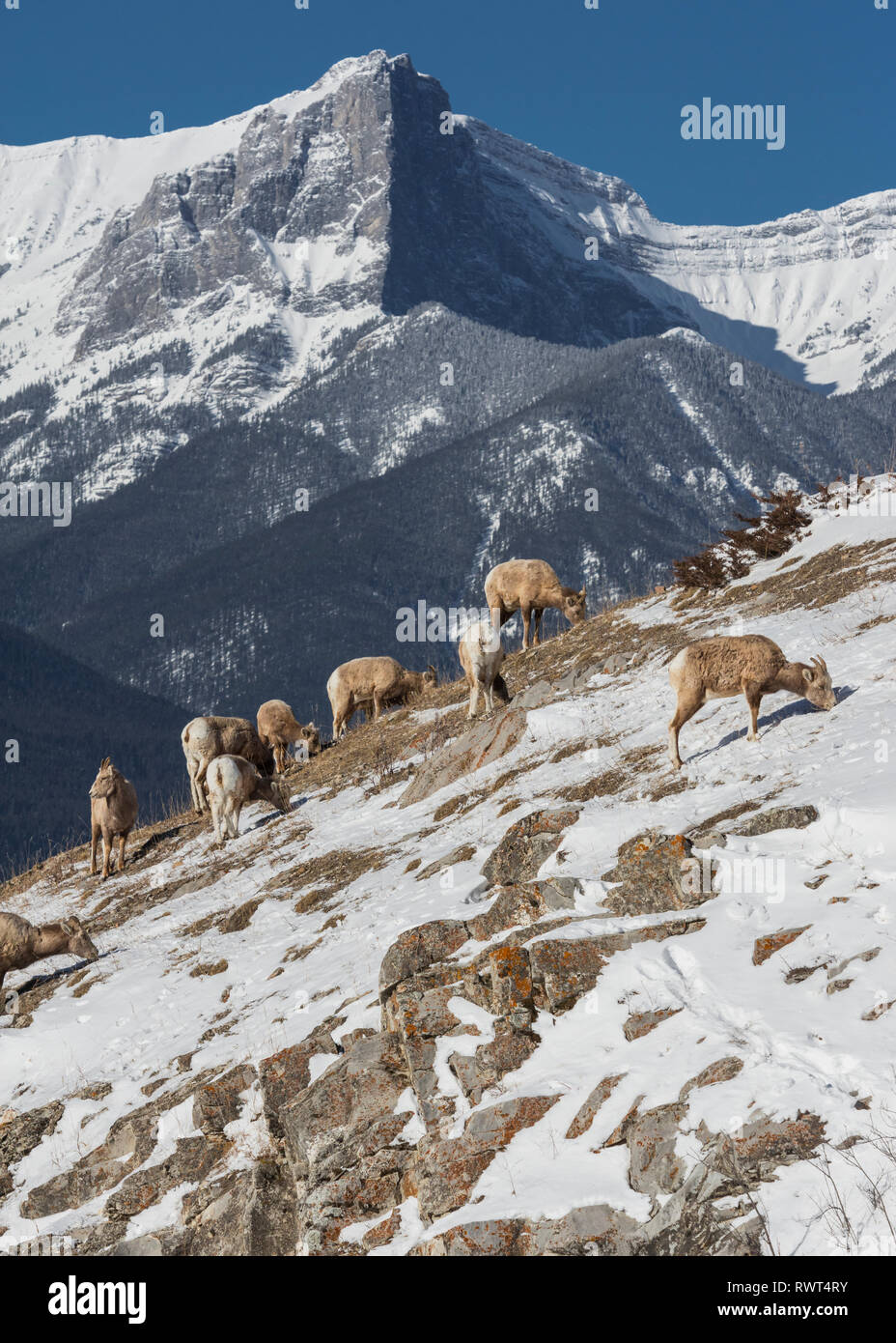 Rocky Mountain Bighorn Schafe (Ovis canadensis), Canmore, Alberta, Kanada, kanadische Rockies im Winter Stockfoto