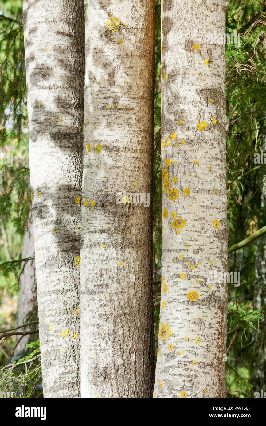 Aspen Tree trunks Seite an Seite Stockfoto