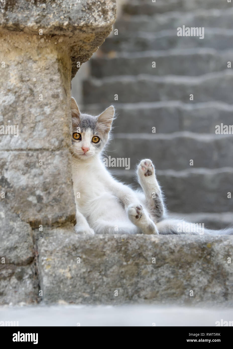 Ein süßes kleines bicolor cat Kitten mit gelben Augen ruhen entspannt auf einer steinernen Treppe, macht seinen Bauch und zeigt seine Pfoten, Rhodes, Griechenland, Europa Stockfoto
