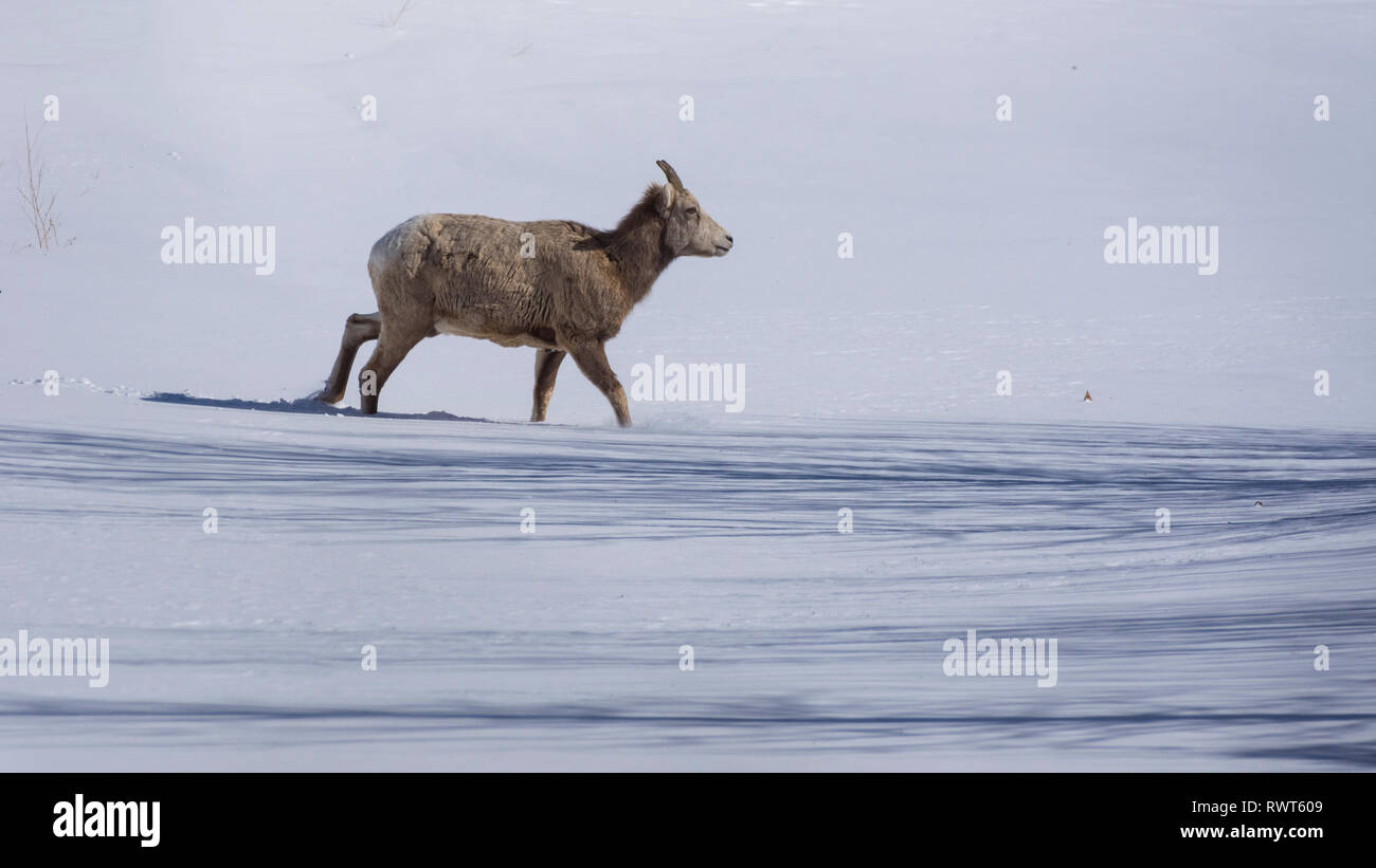 Rocky Mountain Bighorn Schafe (Ovis canadensis), Canmore, Alberta, Kanada, kanadische Rockies im Winter Stockfoto