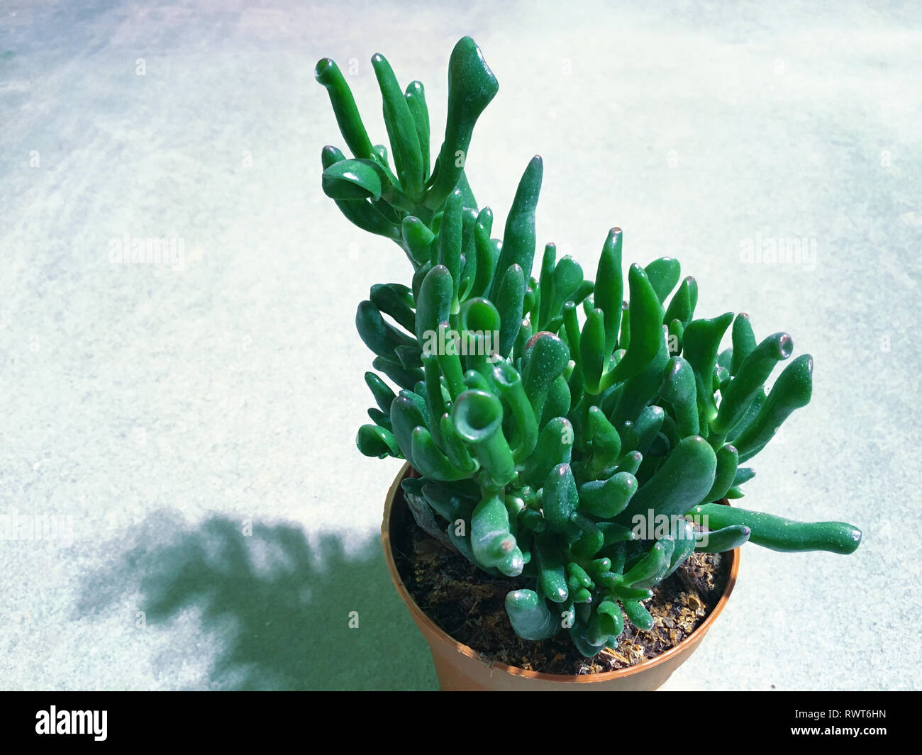 gymnocalycium bayrianum Gymnocalycium bayrianum