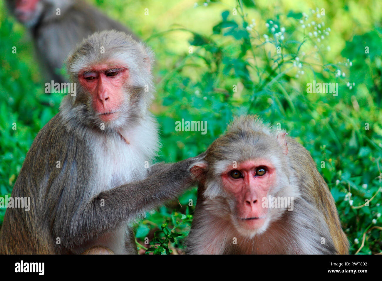 Zwei Affen, Nahaufnahme, Macaca mulatta-Sp, Hyderabad, Telangana, Indien. Stockfoto