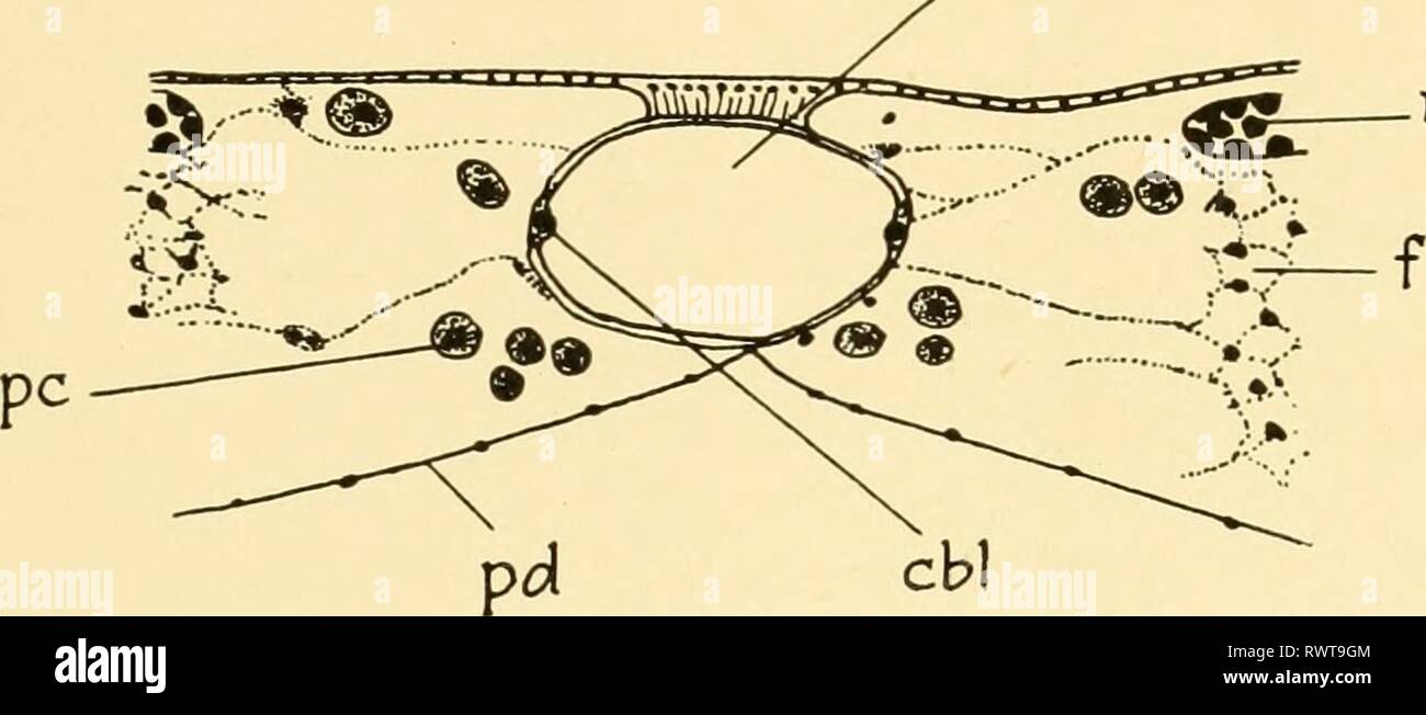 Embryologie von Insekten und myriapods; Embryologie von Insekten und myriapods; die Entwicklungsgeschichte von Insekten, Tausendfüßler und millepedes vom Ei desposition [!] zu schlüpfen embryologyofinse 00 joha Jahr: 1941 ORTHOPTEROIDEA (PANORTHOPTERA) 239 Die epineural Sinus, die früh in der embryonalen Entwicklung zwischen den Keim Band und das Eigelb, erscheint, ist dorsal durch den provi begrenzt - Vorläufige dorsalen Schließung in Locusta (Abb. 152), in Stenobothrus und wahrscheinlich auch in einige andere primitive Insekten, obwohl in den meisten pterygotes Öffnen dorsal ist. Mit dem Wachstum des Embryos der Sinus wird Rungsbed Stockfoto