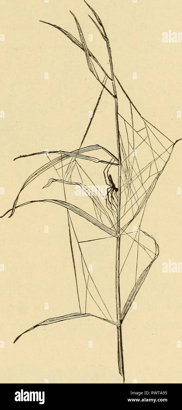 Nicht web spinner Fotos und Bildmaterial in hoher Auflösung Alamy