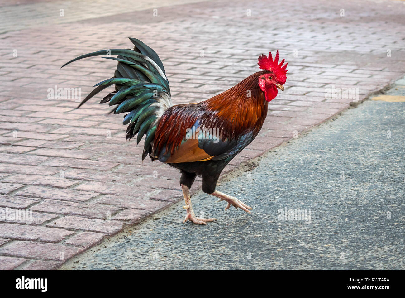 Key west rooster Fotos und Bildmaterial in hoher Auflösung Alamy