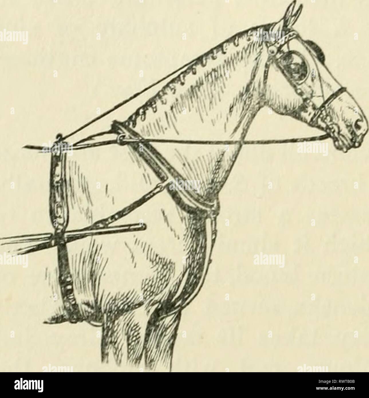 Die Enzyklopädie des stabil Die Enzyklopädie des stabil: Ein komplettes Handbuch des Pferdes, seine Rassen, Anatomie, Physiologie, Krankheiten, Zucht, Brechen, Training und Management, mit Artikeln über Kabelbaum farriery, Schlitten, etc. Bestehend aus tausend Tipps für Pferdebesitzer encyclopdiaofs 00 shaw Jahr: 1909 OVERHEAD PRÜFEN LAUF - Überlastung der Bolzen in Grenzen zu halten, auch wenn dadurch mit einem guten Pferd zu einem niedrigen Preis Teil kann, als das Risiko für die Anzahl der schwächelnden Tiere entstehen. (Siehe Breedi 7 Tg StudSy Pferd - krank^ Paddocks, Pasttire.) Overhead Check Rein. - Stockfoto
