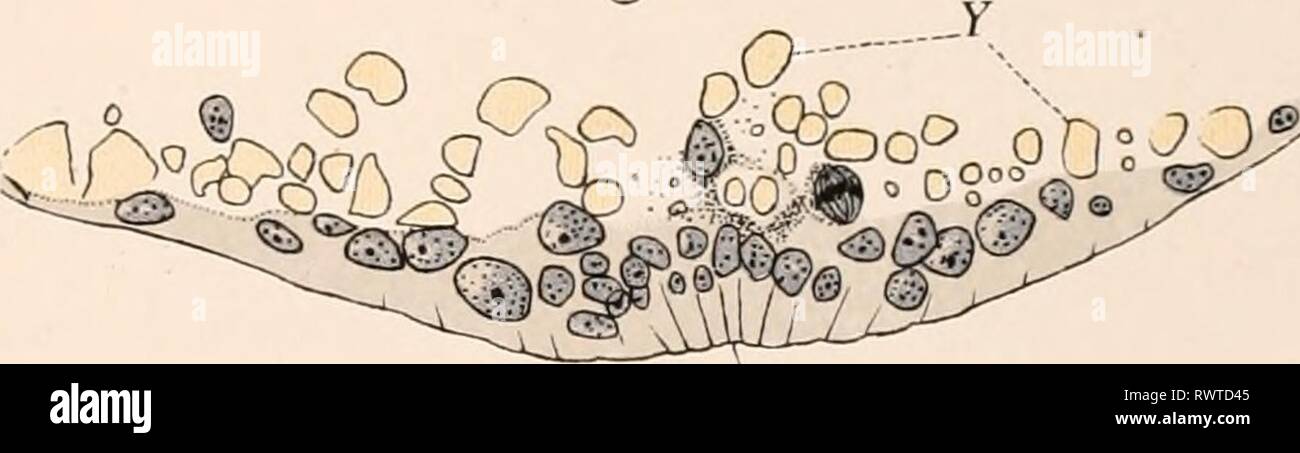 Der embryologie und Metamorphose der Embryologie und Metamorphose des Macroura embryologymetamo 00 broo Jahr: 1891] Abb. 126. Pd. .-YC. Abb. 127. Stockfoto