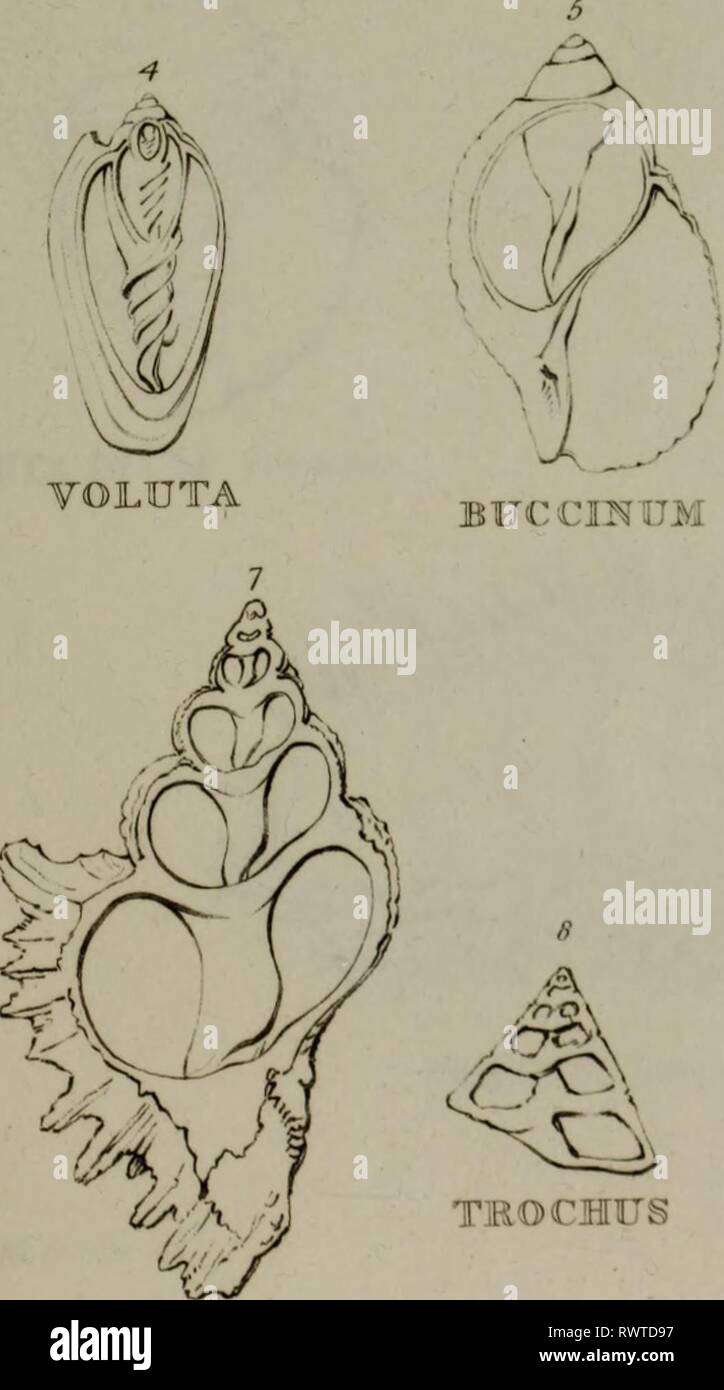 Elemente der conchology nach Elemente der conchology: Nach der Linnean System, die durch die 28 Platten, von der Natur elementsofconch 00 burr Jahr: 1844 Bulla ill. Stockfoto