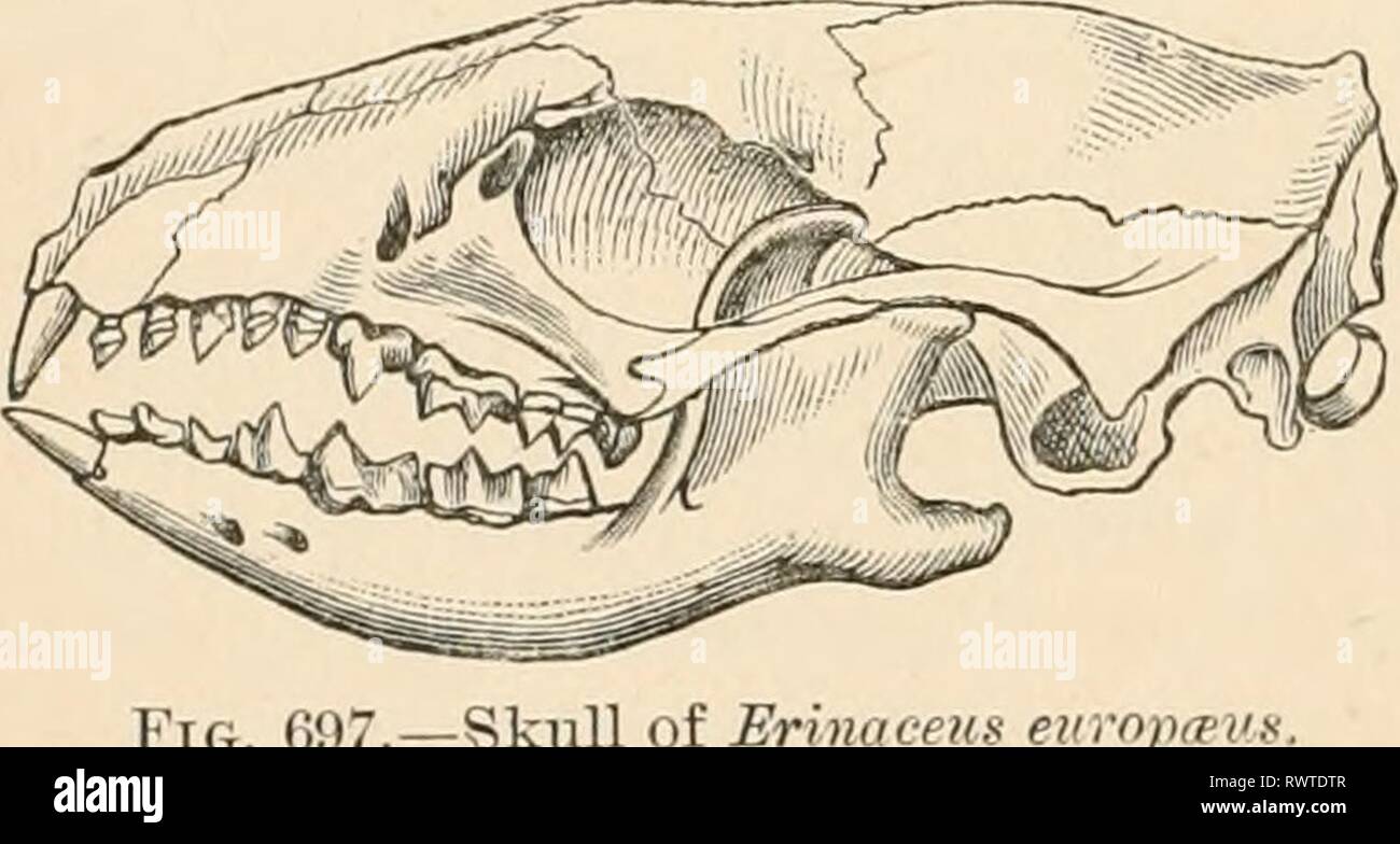 Elementare Lehrbuch der Zoologie (1884) Elementare Lehrbuch der Zoologie elementarytextbo 0201 clau Jahr: 1884 322 MAMMALIA. Fam. Georhychidffl. Sjia/n.r tijplilvs Pall.. Blindmouse. Südosteuropa: Georhi/rlnis cojH'n-beschriftung Pall. Fam. Castoridse. Biber. Schleifmaschinen: - • Mit flachen, skalierten Swimmingpool Schwanz - 4 zwei Drüsen sacs, schütten das bibergeil geöffnet in der Vorhaut. Castor fiber L., die gemeinsame Beaver. Fam. Myoxidae. Siebenschläfer. Anschluss von Links zwischen der Mäuse und Eichhörnchen. Myuscux G-lis Schreb., Siebenschläfer; J/. (Mitxeardinm). arrltfinm" /*/* L.; M. (EUcmys) nit da Schreb. •'&Gt; (4) Fam. Stockfoto