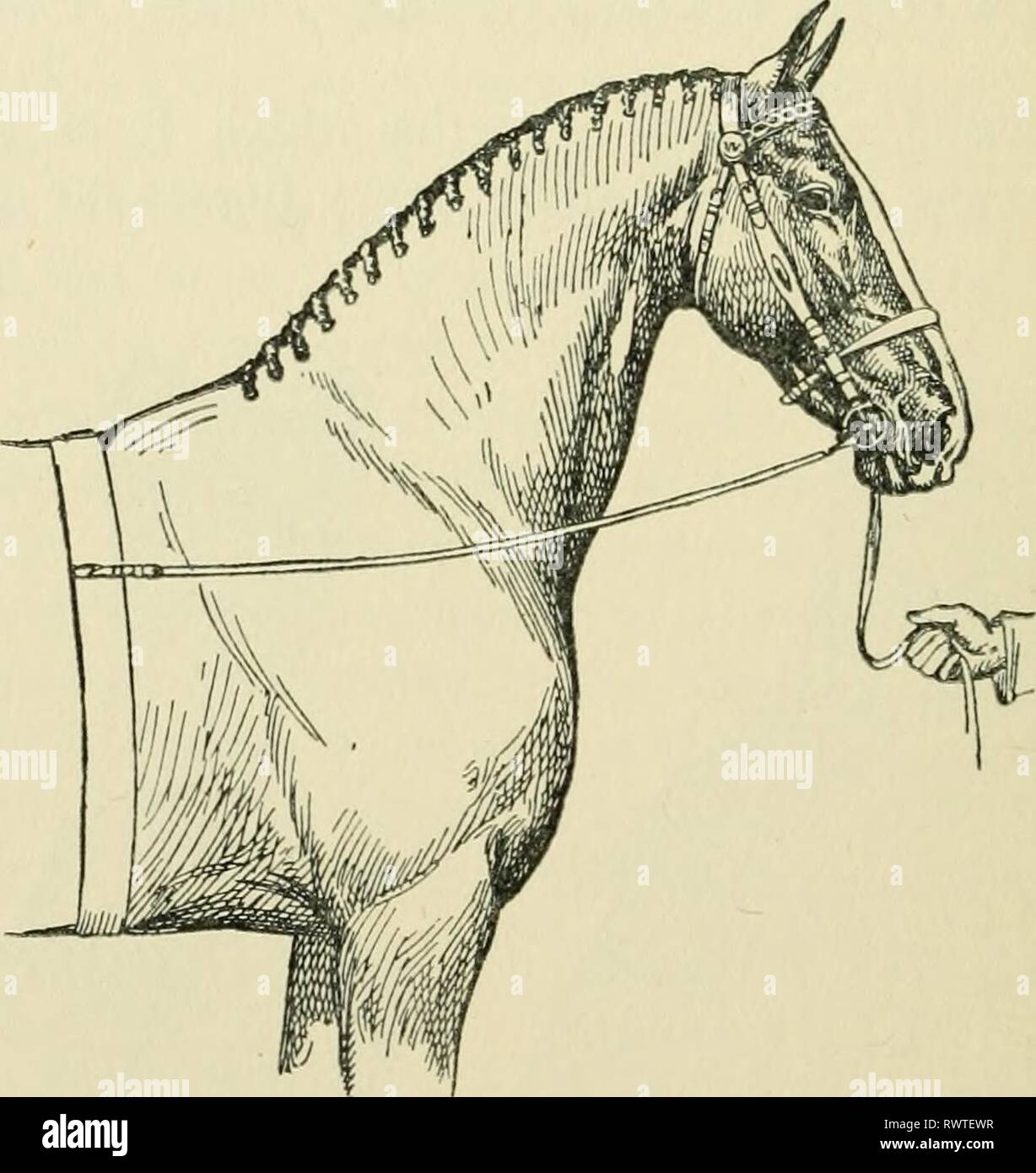 Die Enzyklopädie des stabil Die Enzyklopädie des stabil: Ein komplettes Handbuch des Pferdes, seine Rassen, Anatomie, Physiologie, Krankheiten, Zucht, Brechen, Training und Management, mit Artikeln über Kabelbaum farriery, Schlitten, etc. Bestehend aus tausend Tipps für Pferdebesitzer encyclopdiaofs 00 shaw Jahr: 1909 Seite rein - FLECHSEN Wasser und halten kalte Putzlappen angewendet. Wenn die Entzündung ist ein wenig reduziert, Blister zwei oder drei Mal im Abstand von zwei Wochen. (Siehe die Blasenbildung.) Seite rein. - einen Zügel, die von der Spitze an einen Ring in der Surcingle. Seite Zügel werden verwendet, wenn die Pferde werden Stockfoto