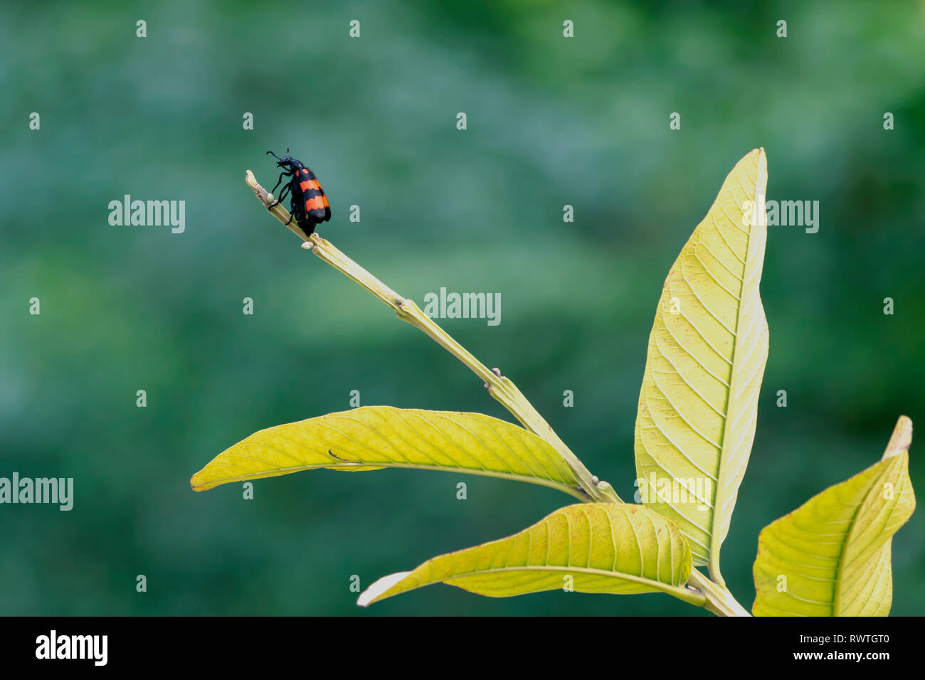Ein Bug, der auf einem Baum. Stockfoto