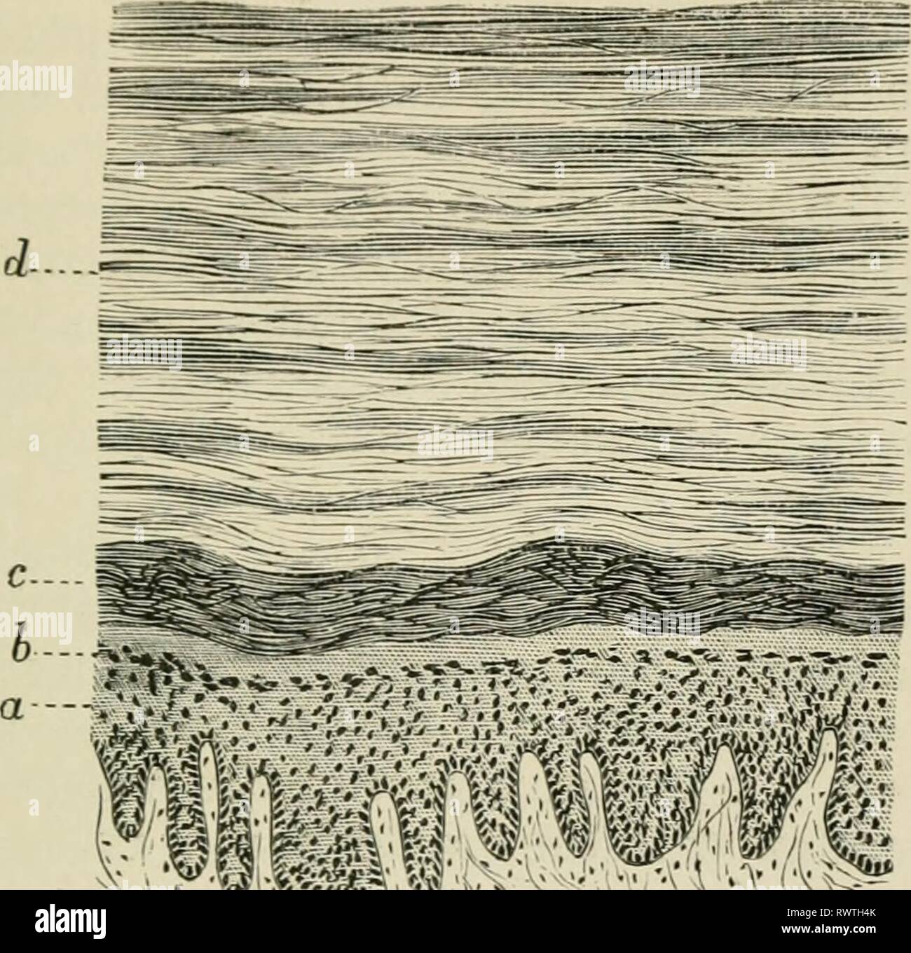 Elemente der Histologie (1898) Elemente der Histologie elementsofhistol 00 klei Jahr: 1898 Sa'/JV. 419 täglich, wo sie haben eine gute Größe - wie in der Kopfhaut - Es ist ein Bündel, oder vielmehr eine Gruppe von Paketen, von Nicht-sti-iped Muskelgewebe; dies ist tlie arrector pili. Es ist in der liaii eingefügt - Sac in der Nähe der bauchigen Teil der Abb. 259.-vertikalen Abschnitt durch den menschlichen Xail und Nagel - bed. a. Stratum Malpigbii von uail-Bett; I), Stratum. arrauulosuin von uail-Bett • c Aeev Schichten des Nagels sulistaucc; d, superfieiallayers der gleichen. '' Haar - Follikel, und übergibt in schräger Richtung auf dem Weg zur Surf Stockfoto Elemente der Histologie (1898) Elemente der Histologie elementsofhistol 00 klei Jahr: 1898 Sa'/JV. 419 täglich, wo sie haben eine gute Größe - wie in der Kopfhaut - Es ist ein Bündel, oder vielmehr eine Gruppe von Paketen, von Nicht-sti-iped Muskelgewebe; dies ist tlie arrector pili. Es ist in der liaii eingefügt - Sac in der Nähe der bauchigen Teil der Abb. 259.-vertikalen Abschnitt durch den menschlichen Xail und Nagel - bed. a. Stratum Malpigbii von uail-Bett; I), Stratum. arrauulosuin von uail-Bett • c Aeev Schichten des Nagels sulistaucc; d, superfieiallayers der gleichen. '' Haar - Follikel, und übergibt in schräger Richtung auf dem Weg zur Surf Stockfoto