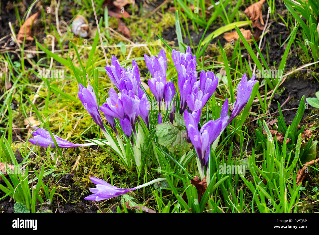 Lila Krokusse Blumen in voller Blüte in einem Rasen in einem Garten in der Nähe Carnforth Lancashire England Vereinigtes Königreich Großbritannien Stockfoto