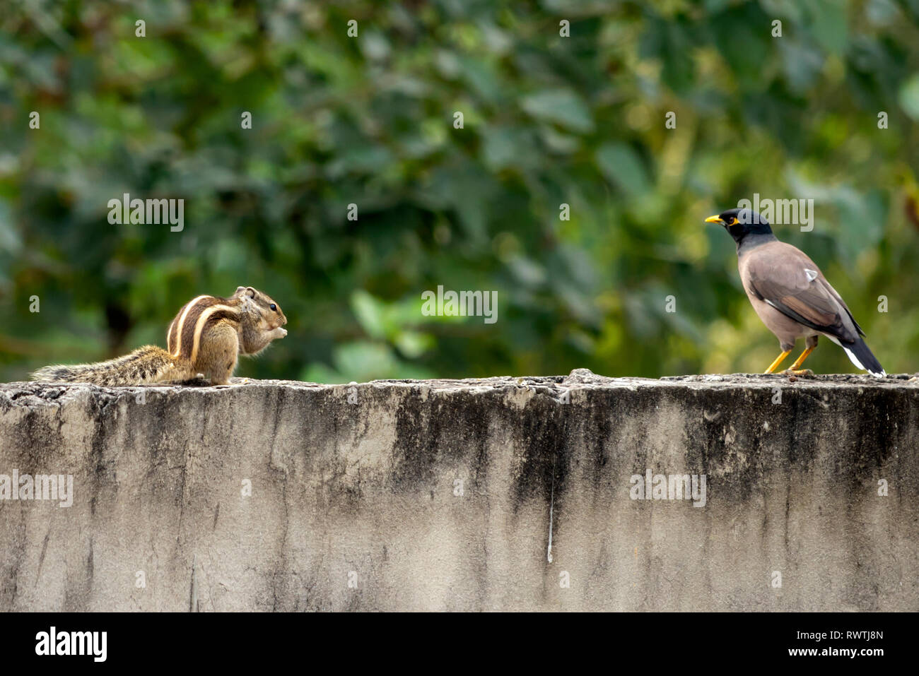 Ein nordindischer Palmenhörnchen und Myna essen und spielen auf meinem Hausdach. Nördliche Palmenhörnchen sind fünf gestreifte Palmenhörnchen. Stockfoto