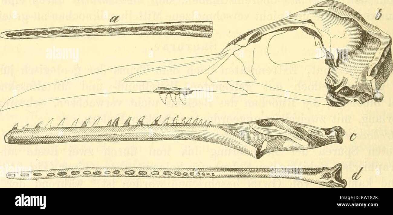 Der paleontologie (Paleozoologie) (1884) Der paleontologie. (Paleozoologie.) elementederpalae 00 hoer Jahr: 1884 Ärchaeopteryx lithographica Cuvier v. Mey. Solen-hofener Schiefer, eine Platte mit dem durch Owen - schriebenen Exemplar (Vf, 1, 6 Fliig: el, c Getue. Abb. 614. eine Vorderlheil des Unterkiefers von Hesperornis regalis Marsh, b Schädel von Ichthyornis dispar Marsh, c Rechter Unterkieferast von ichthyornis Dispar von innen, d derselbe von Ihr Browser kann leider keine eingebetteten Frames anzeigen ein-/j, 6, c, d Vergr. Bis zum Ende der Tibia mit einem Federkleid bedeckt (vielleicht auch tot^ Sitzungsber. d. k. prcuss Stockfoto