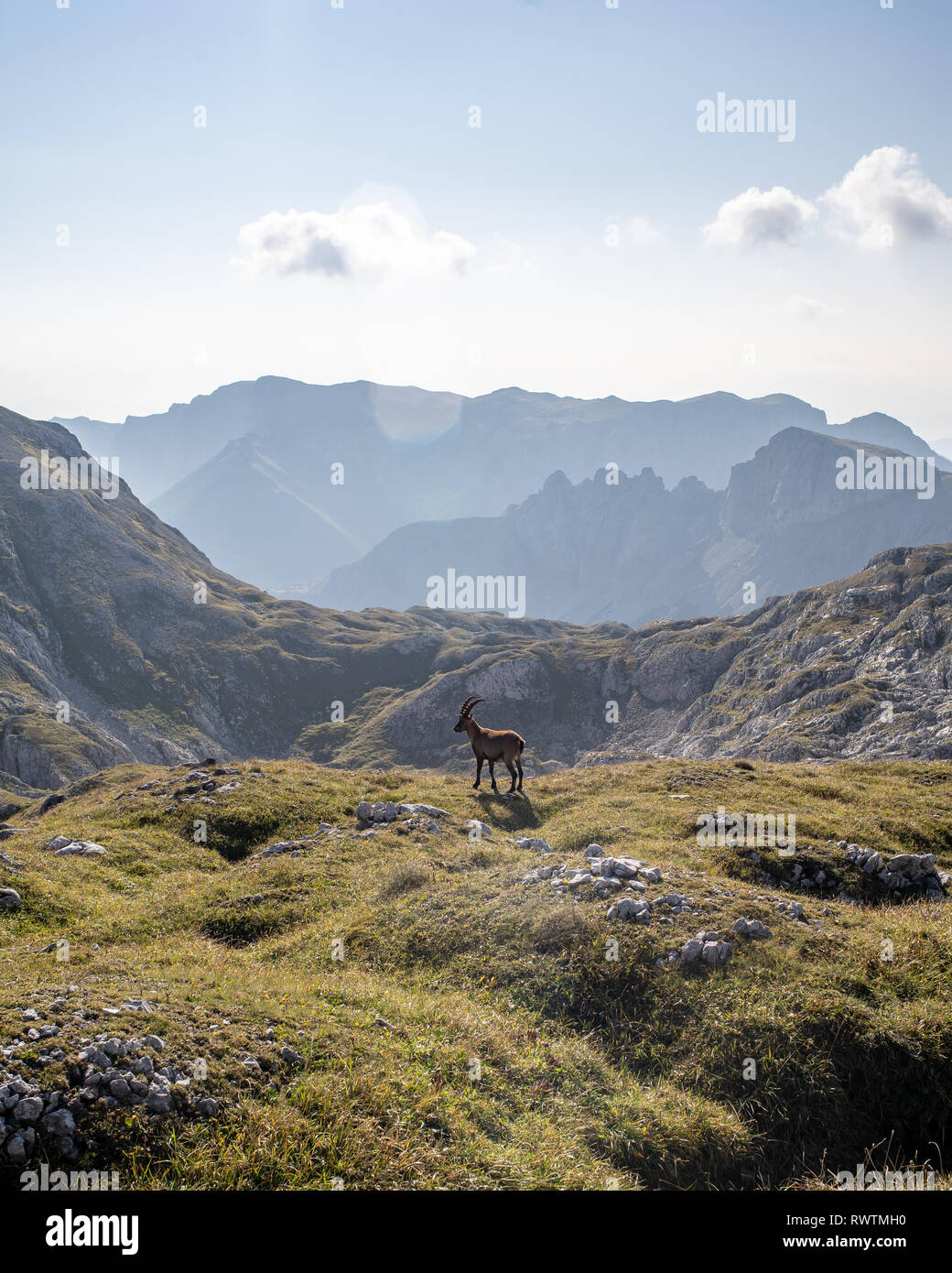 Eine IBEX-Messe auf der Hochschwab Berg an einem sonnigen Tag, Österreich Stockfoto