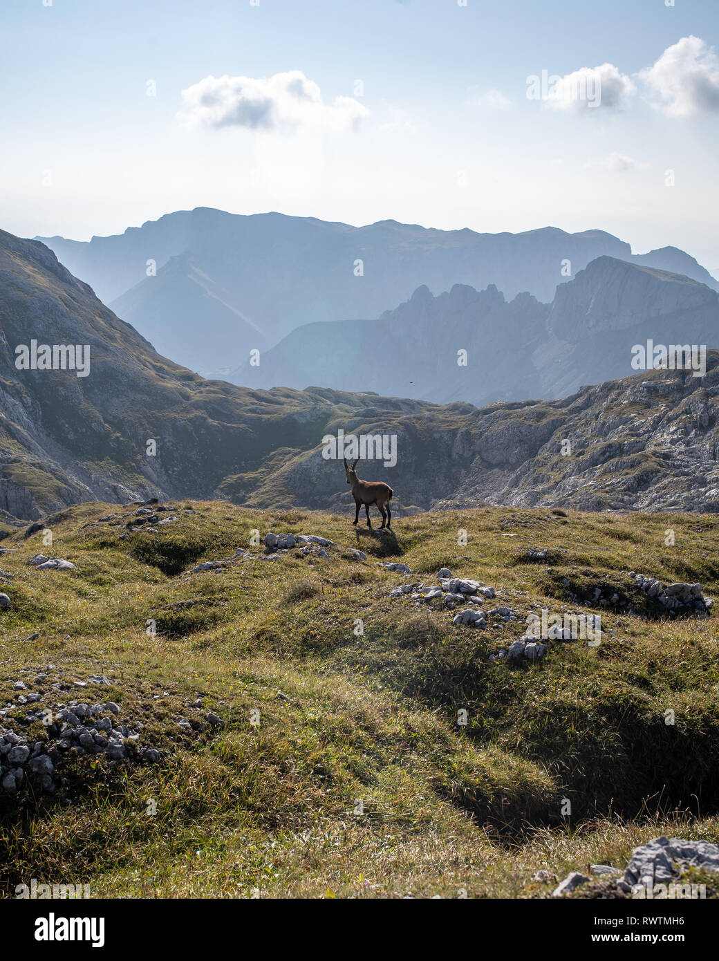 Eine IBEX-Messe auf der Hochschwab Berg an einem sonnigen Tag, Österreich Stockfoto