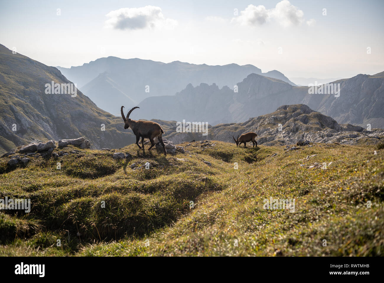 Eine IBEX-Messe auf der Hochschwab Berg an einem sonnigen Tag, Österreich Stockfoto