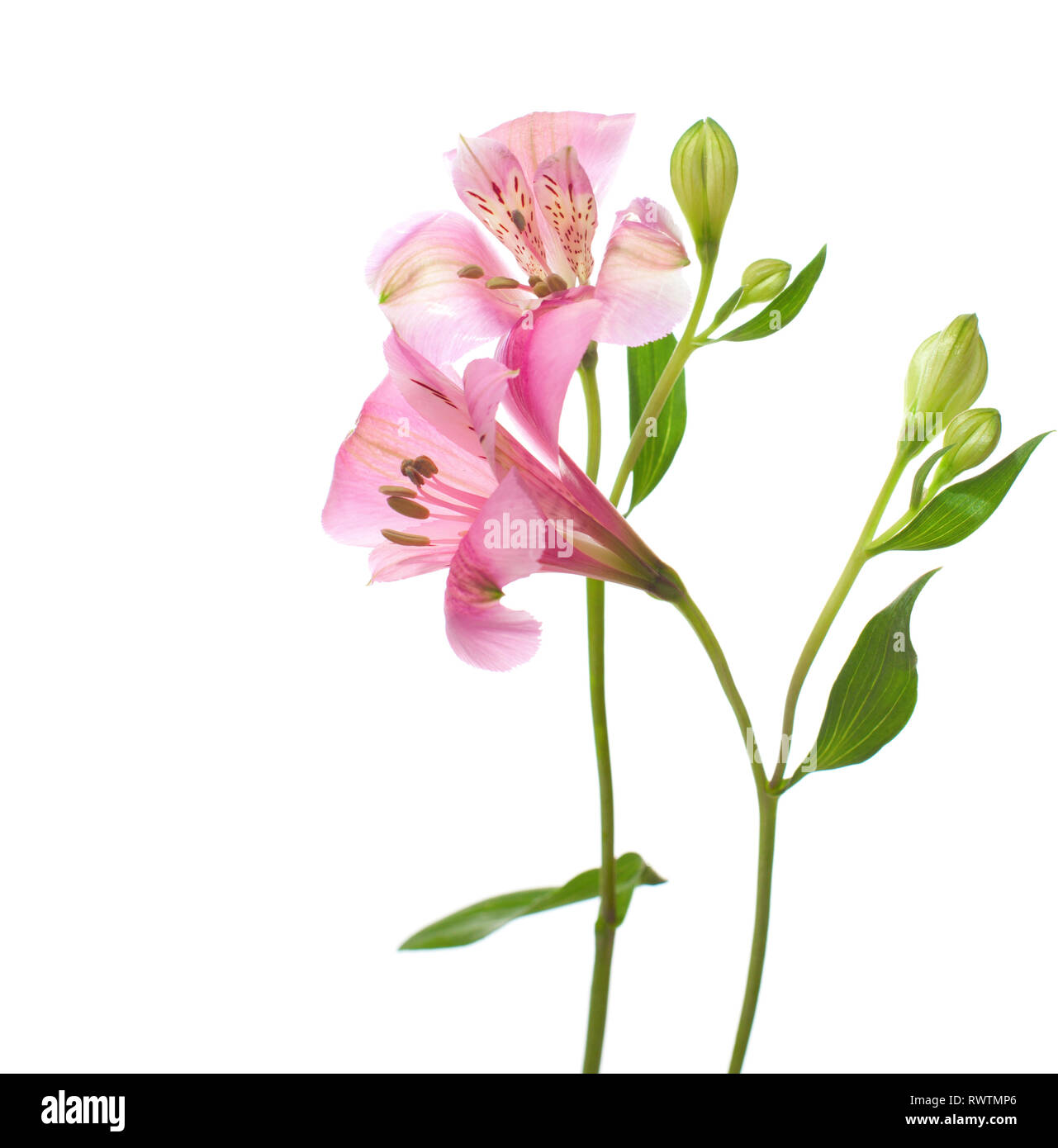 Alstroemeria Blumen auf weißem Hintergrund. Stockfoto