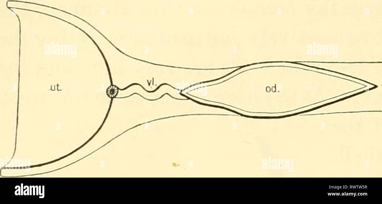 Die knorpelfischen Fische (1934) den knorpelfischen Fische elasmobranchfish 03 dani Jahr: 1934 306 den KNORPELFISCHEN FISCHE Abb. 266. Ventil, Ovidiical SquaJus sucMii. (F. Hurni, orig.) Od., Eileiter; ut., der Gebärmutter; Vl., Ventil. Der junge, so wird von der Shell geschützt und versorgt mit einer Fülle von Lebensmitteln Eigelb, durchlaufen eine Zeit der Entwicklung außerhalb des Körpers. Dieser Zeitraum variiert stark je weitgehend auf der Temperatur der umgebenden Wasser. Unter günstigen Bedingungen kann die Eier in sechs oder sieben Monate Luke, aber die Periode ist wahrscheinlicher, ap-unmittelbare neun Monate. Am Ende dieses t Stockfoto