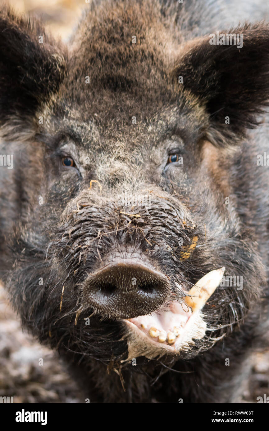 Eine Nahaufnahme Gesicht Bild eines männlichen Wildschwein (Sus scrofa), auch Schwarzwild, Eurasische Wildschwein oder einfach nur wildes Schwein bekannt. Stockfoto