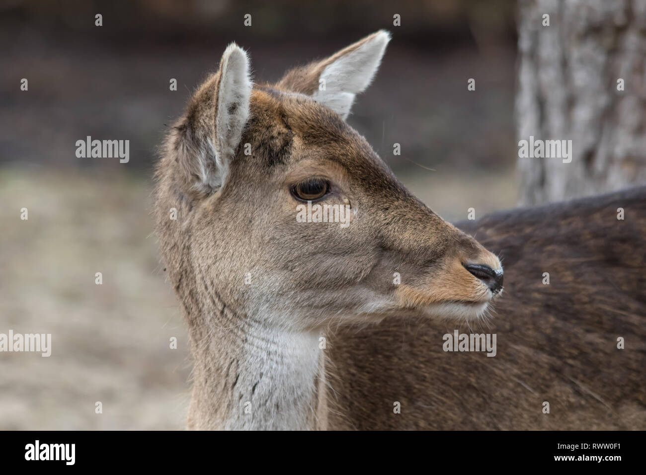 Eine Nahaufnahme Kopf geschossen von einem Captive doe Damwild (Dama Dama). Stockfoto