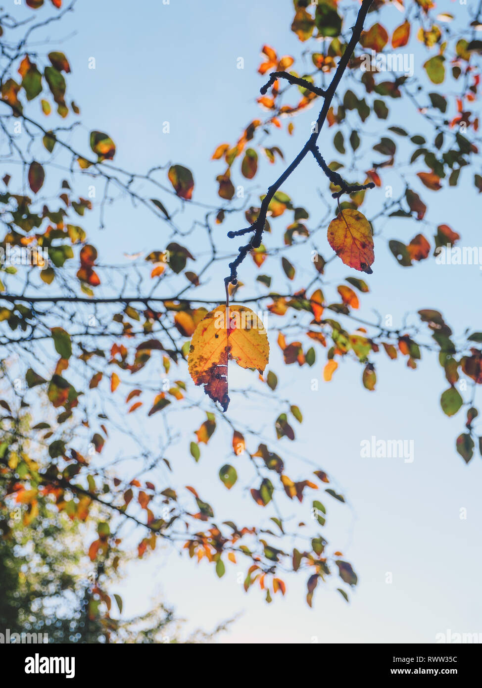 Ein Blatt/einige Blätter im Herbst, aufgenommen in Norwich, UK Stockfoto