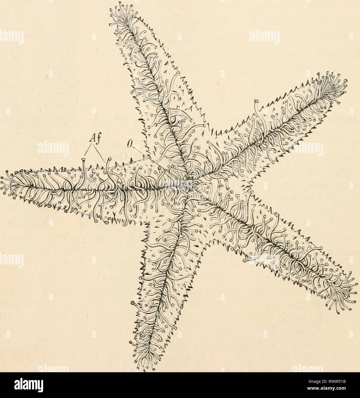 Elementare Lehrbuch der Zoologie (1884) Elementare Lehrbuch der Zoologie elementarytextbo 0101 clau Jahr: 1884 290 STACHELHÄUTER. Klasse II - ASTEROIDEA (SEESTERNE). * Stachelhäuter mit dorso-ventral komprimierte fünfeckiger oder star-s/geklebt. Tlie ambulacra! Füße sind an der ventralen Oberfläche beschränkt. Interne Skelett Stücke in der ambulacra zusammen wie Wirbel artikuliert;. Der Stern - Fische sind in erster Linie durch die vorherrschenden fünfeckiger oder Stern - wie scheibenförmigen Form des Körpers, an der ventralen Bild gekennzeichnet. 235. Echtiaffer xenfun, von der mündlichen Oberfläche (nach A. Agassiz). O, Mund; Af, Amt Stockfoto