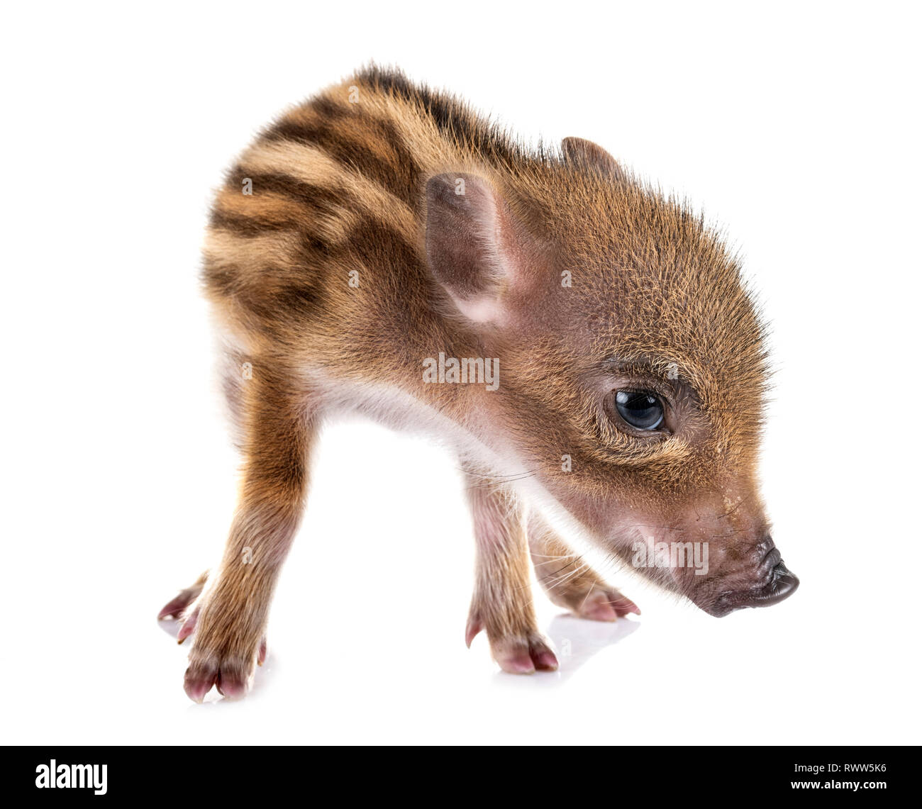 Welpen schwarz und tan minidachshund vor weißem Hintergrund Stockfoto