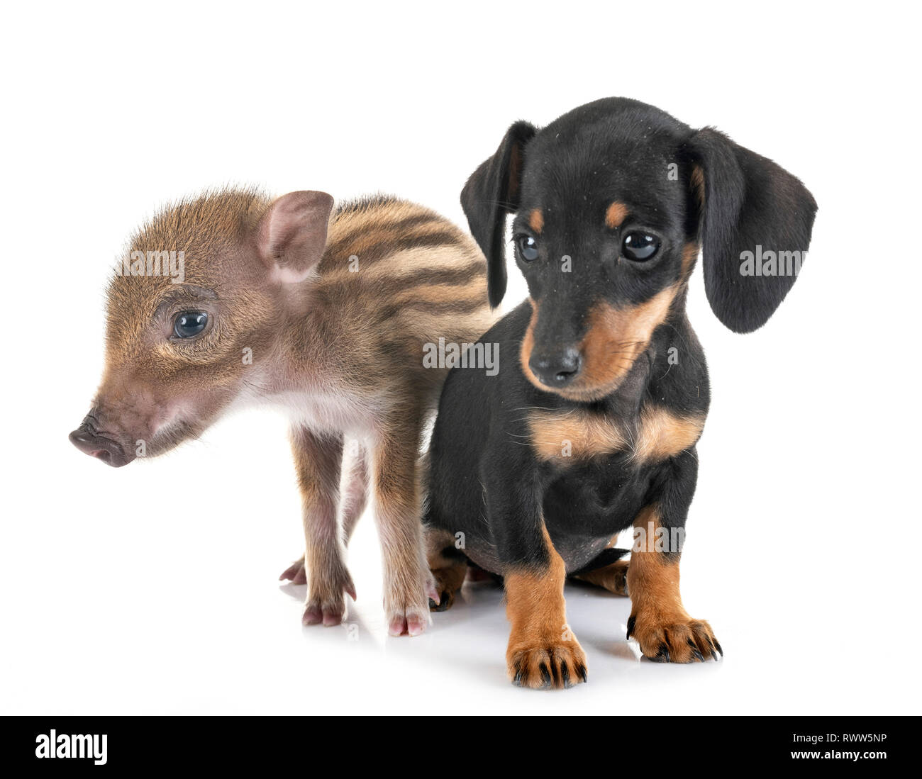 Welpen schwarz und tan minidachshund vor weißem Hintergrund Stockfoto