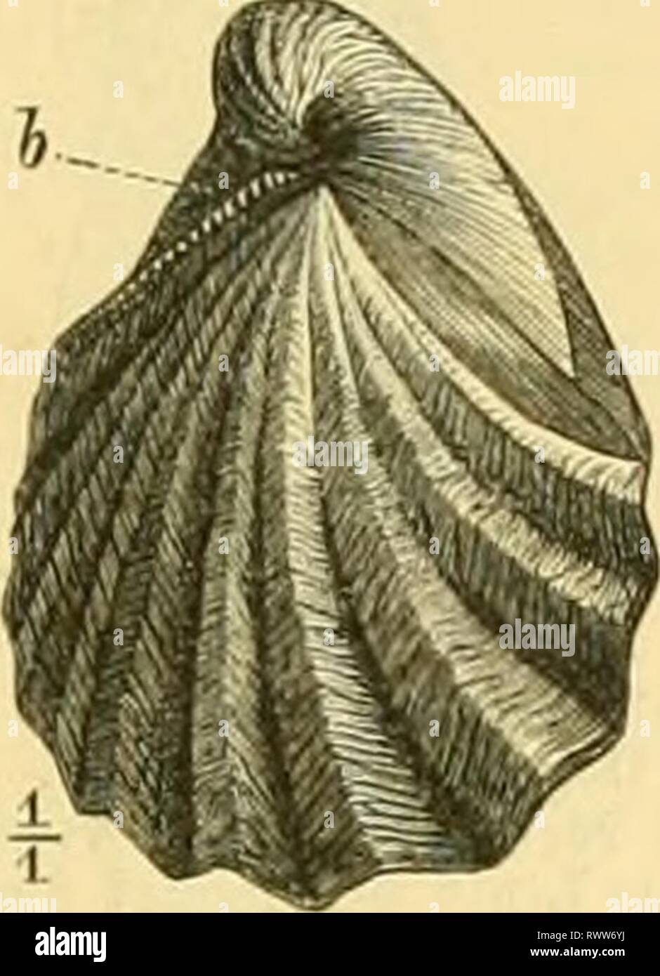 Der Paläontologie bearbeitet (1890) der Paläontologie bearbeitet elementederpal 00 stei Jahr: 1890 Abb. 2 S 5. hioceranius lahiaUts Schi. Unteres Turon. Fusseln: rethto Klappe. Rechts: Schloss-Rand der on the left side Klappe, sterben Bandgrubenreihe zeigend, ich.. Abb. 2 S 6. Inocerainus snlcatus Park. Oberer Gaiilt. Thermalkurort Bagnoles-du Rhône. Schale gegen die rechte Klappe gesehen, h=Bandgrubenreihe der on the left side, grösseren Klappe. /. Dubius säen. oberer Lias (posidonienschiefer). Mitteleuropa. /. Polyplocus Uo. Bezeichnend für die Schichten des Lii. s. [Brauner Jura, i u. /; In Deutschland, Frankreich Stockfoto