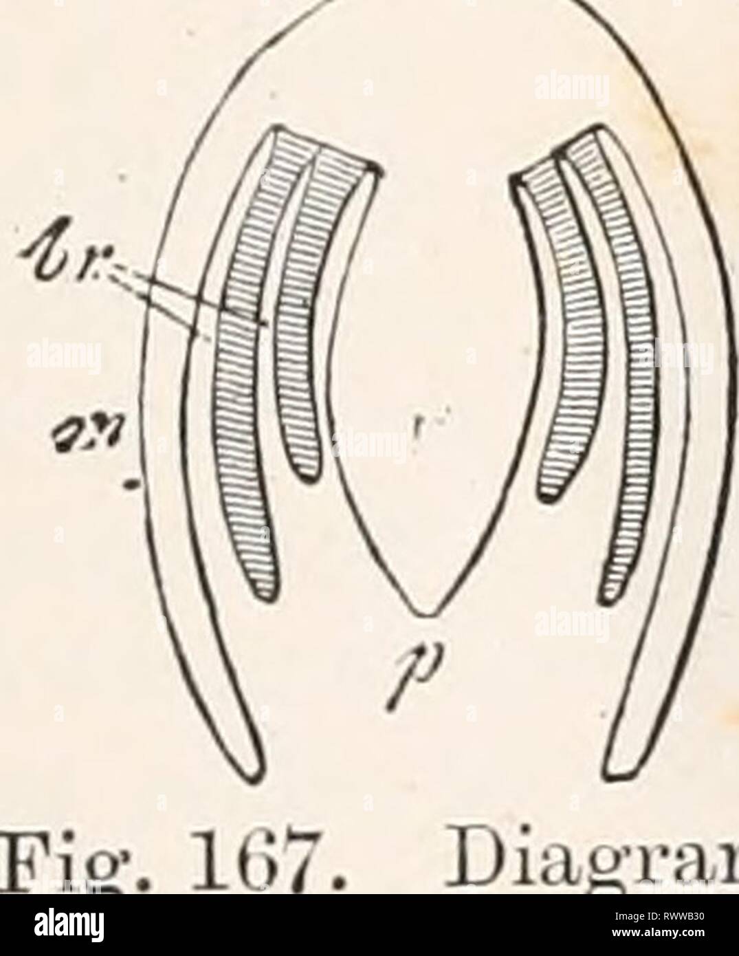 Elemente der vergleichenden Anatomie (1878) Elemente der vergleichenden Anatomie elementsofcompar 00 gege Jahr: 1878 FORM DER KÖRPER DER MOLLUSCA. 319 sekundären und unterschiedlich differenzierten Achsen - Die dorso-ventrale und der transversalen. Der Körper ist somit der ursprünglichen eudipleural Form, das ist das Dominierende in der vermes und Arthropoda. Diese Beziehungen sind in den Gastropoda, wo die dorsale Schale - wie Shell nach und nach den größten Teil des Körpers einschließt, und lässt einen kleinen Teil nur an der Oberfläche des Körpers neben den Kopf und Fuß ausgesetzt. Damit, während im vorherigen Fall die Stockfoto