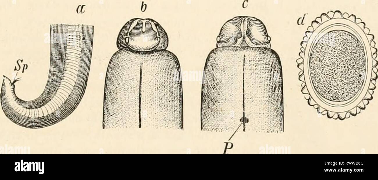 Elementare Lehrbuch der Zoologie (1884) Elementare Lehrbuch der Zoologie elementarytextbo 0101 clau Jahr: 1884 NEMATODA. 351 Die seitlichen Flächen werden der beweglichen Tier. Die meisten nematoda sind parasitäre, sondern führen ein selbständiges Leben in bestimmten Phasen ihrer Geschichte. Zahlreiche kleine Xematoila sind jedoch nie parasitäre, sondern leben frei in Süß- und Salzwasser und in der Erde. Einige Nematoden sind parasitäre Pflanzen, zum Beispiel Anguillula tritici, &lt; [xfici usw.; einige leben in verfallenden pflanzlichen Stoffen, z. B. den Essig Wurm im gärenden Essig und einfügen. Dennoch sehr ähnlich für Stockfoto