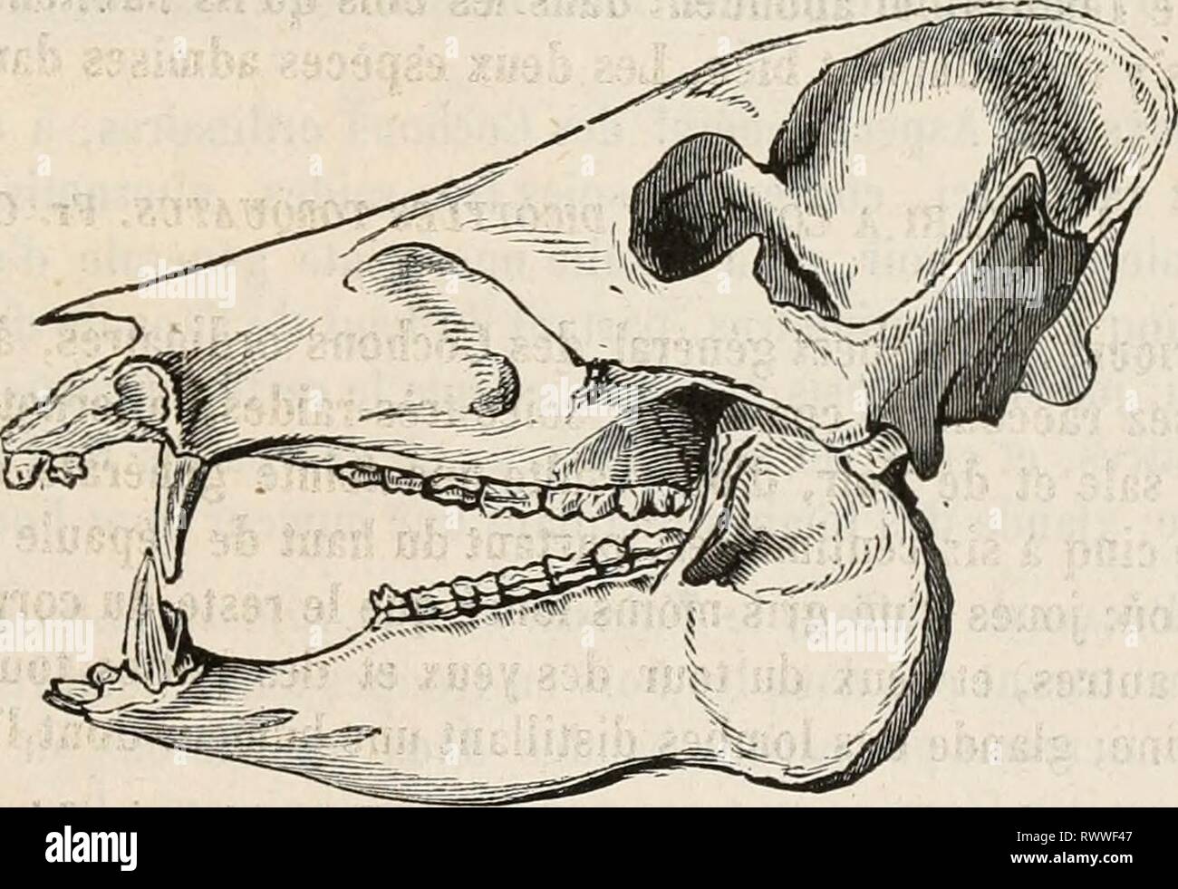 Encyclopédie d'histoire naturelle; ou EncyclopÃ©sterben, "Traité d'Histoire Naturelle, OE, TraitÃ© complet de cette Wissenschaft d'Après-ski les Travaux des naturalistes les plus Ã © minents de tous les pays et de toutes les Ã©poques: Buffon, Daubenton, LacÃ © pÃ¨de, G.Cuvier, F. Cuvier, Geoffroy Saint-Hilaire, Latreille, De Jussieu, Brongniart, etc. etc. encyclopdiedhi 05 chen Jahr: [1850?-1861?] PACHYDERMES. 507 ment, surveillait avec la plus Grande nourrissait sollicitude, et avec Le plus Grand soin; le mÃ¢ le, Pendant ce temps, vÃ©Schneiden en Paix comme par le passÃ© avec la Femelle; Mais il ne Prit aucun Soin du Stockfoto