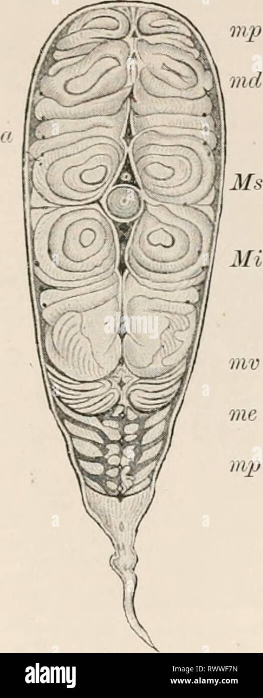 Elektro-Physiologie (1896-98) Elektro-Physiologie electrophysiolog 02 bied Jahr: 1896-98 xr ELEKTRISCHE FISCHE 391 durch das Auftreten einer Gruppe von Muskeln, aus der flachen Abdominal- Muskeln gegeben, und Anfang hinter der Schulter - Gürtel. Diese rasch in Größe und Ausführung als deutlich als Band der Muskeln unterhalb der seitlichen Muskeln den richtigen, auf das kaudale Ende (M. lateralis Imus [mir], Fritsch). Die laterale Dimension weiter zeigt dieser Streifen deutlich in Richtung der horizontalen hinter der ligamenta Inter muscularia gebogen werden, so dass der kurze Bündel von primitiven Muskel-Fasern zwischen gestreckt Stockfoto