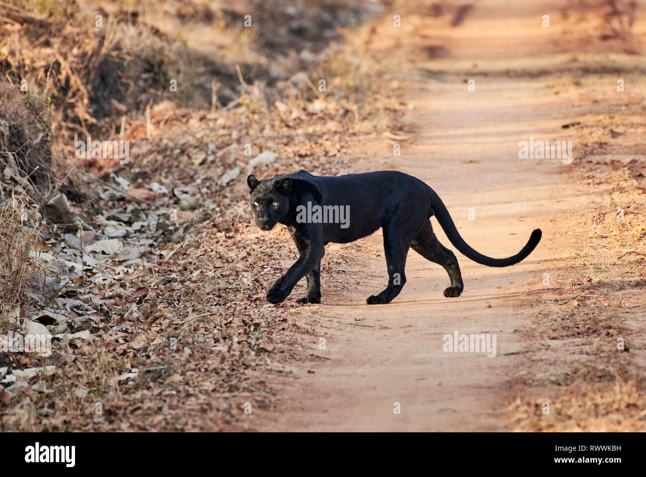 Die schwer fassbare Black Panther, melanistic Indische Leopard, (Panthera pardus fusca), Cairo, Nagarhole Tiger Reserve, Karnataka, Indien Stockfoto