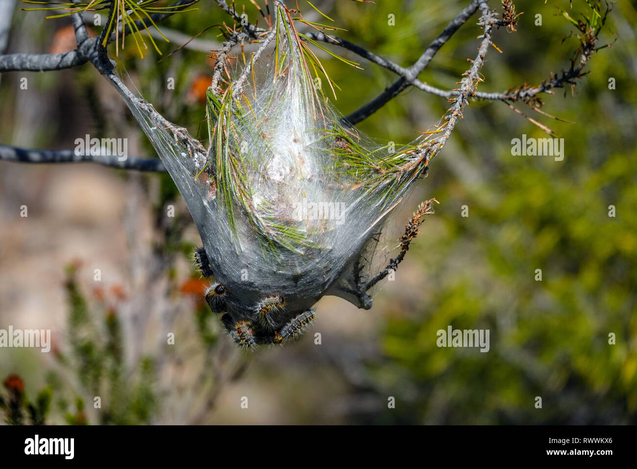 Kiefer processionary Caterpillar Nest in der Branche, das Ebro Delta Nature Reserve, in der Nähe von Amposta, Katalonien, Spanien Stockfoto