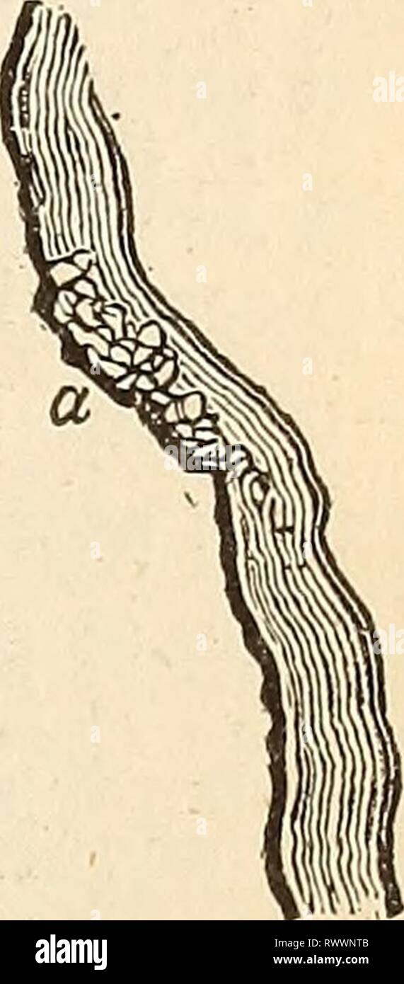 Elemente der Geologie oder die Elemente der Geologie, oder, Die alten Änderungen der Erde und seiner Bewohner als durch geologische Denkmäler elementsofgeolog 00 lyel Jahr dargestellt: 1868 Ch. xxxviii. j chemische Ablagerungen in den Adern. 775 nach rechts geschoben, erhalten wir erhebliche Unterschiede in den Hohlräumen so produziert, zwei lange unregelmäßige, offene Räume,//, Abb. 768, wird dann gebildet. Diese wiU, was leichten Umständen gentestgesetz Variationen im Charakter der Öffnungen zwischen ungleichmäßig Bruchflächen fällig werden könnten, solche Oberflächen auf jeden anderen verschoben werden, um zu zeigen, so wie zahlreiche Po zu haben Stockfoto