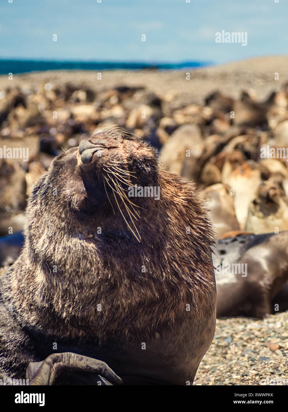 Sea Wolf an der Küste von Argentinien. Strand in der Nähe von Caleta Olivia. Patagonien Stockfoto