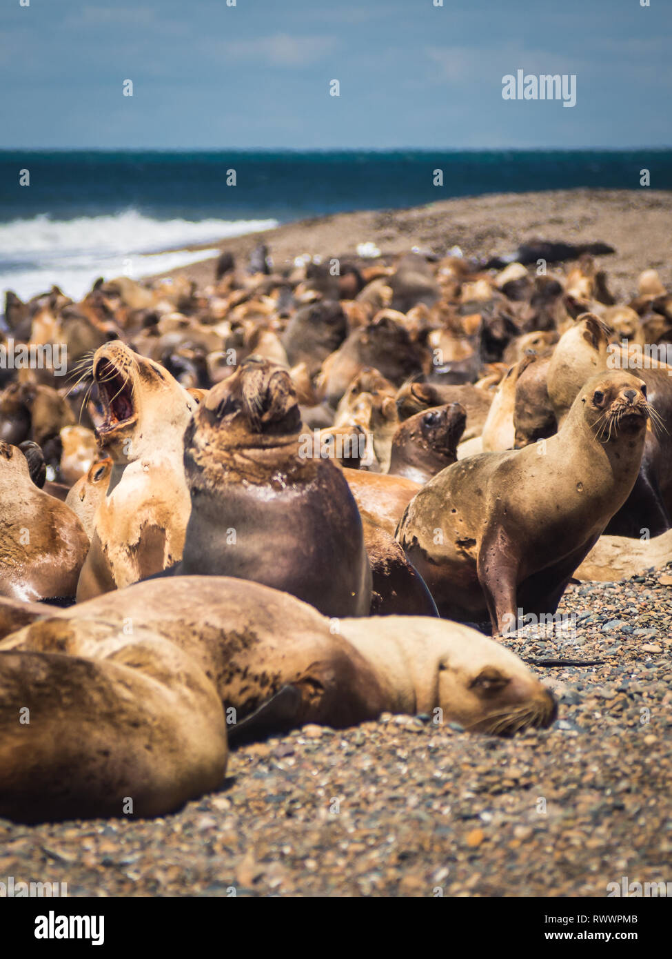 Sea Wolf an der Küste von Argentinien. Strand in der Nähe von Caleta Olivia. Patagonien Stockfoto